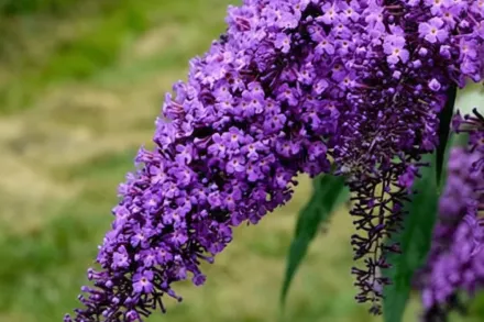 Violet Cascade Buddleja davidii / Буддлея Давида Вайолет Каскад
