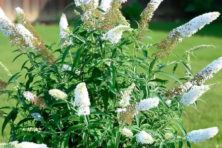 White Profusion Buddleja davidii / Буддлея Давида Вайт Профужн