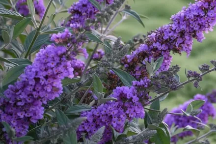 Lavender Cupcake Buddleja / Буддлея Лавендер Капкейк