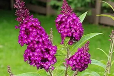 Маджента Манчкін Буддлея / Buddleja Magenta Munchkin