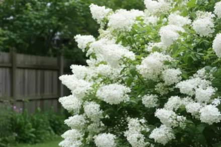 Avalanche Syringa vulgaris / Бузок Аваланш