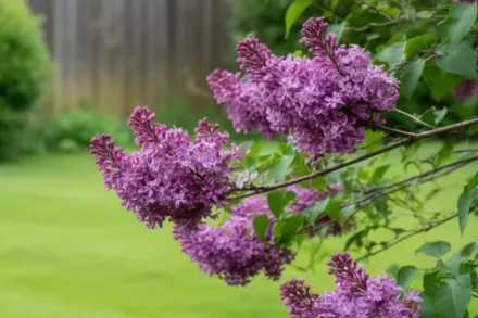 Bloomerang Dark Purple Syringa / Бузок Дарк Перпл