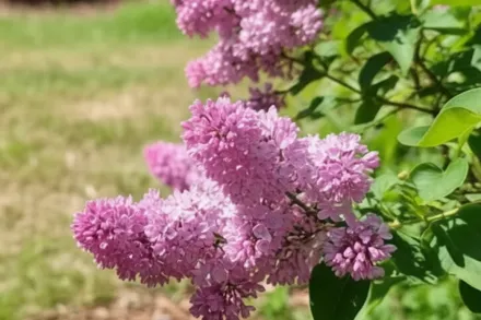 Бузок карпатський / Syringa josikaea