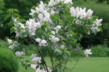 Красуня москви Бузок / Syringa vulgaris Beauty of moscow