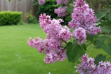 Місс Канада Бузок / Syringa x prestoniae Miss Canada