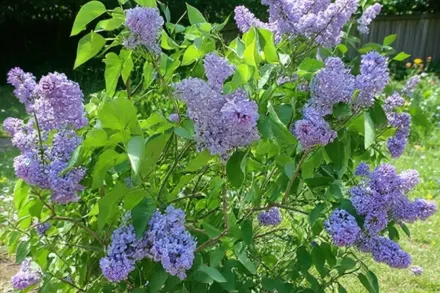 Президент Лінкольн Бузок / Syringa vulgaris President Lincoln