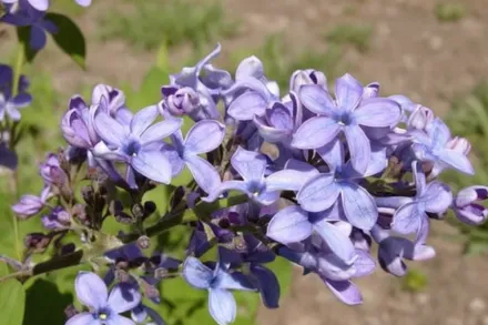 Wedgewood Blue Syringa vulgaris / Бузок Веджвуд Блю