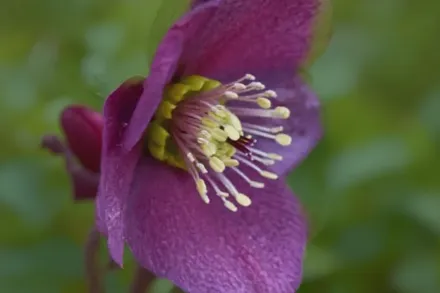 Чемерник Айс енд Роузес Ред / Helleborus HGC Ice ‘n’ Roses Red