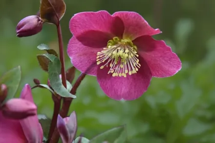 Чемерник Анна Ред / Helleborus Anna’s Red