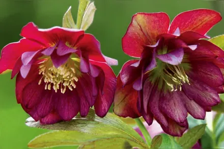 Чемерник Беррі Свірл / Helleborus Winter Jewels Berry Swirl