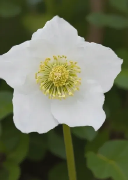 Чемерник чорний Йозеф / Helleborus niger Josef