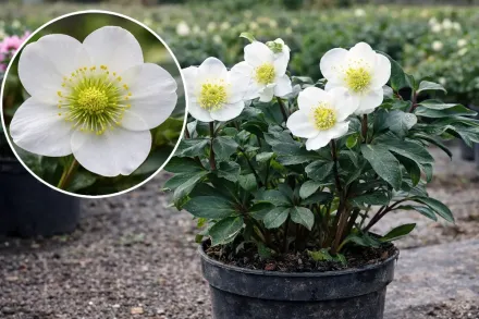 Чемерник чорний / Helleborus niger