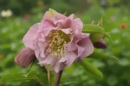 Чемерник Дабл Еллен Пінк / Helleborus x hybridus Double Ellen Pink