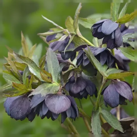 Чемерник Дарк енд Хендсом / Helleborus Dark and Handsome