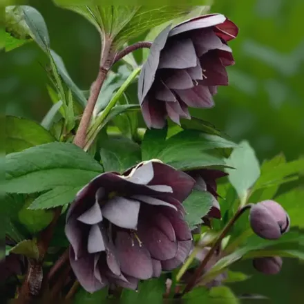Чемерник Дешинг Грумсмен / Helleborus Dashing Groomsmen