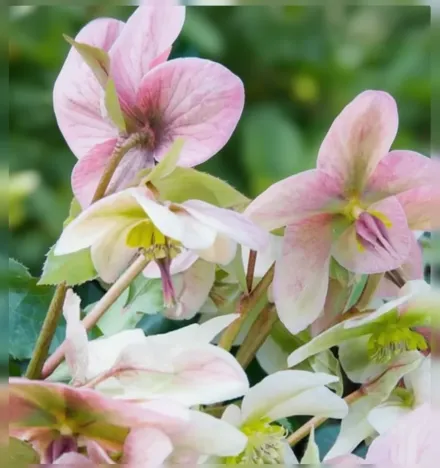 Чемерник Енджел Глоу / Helleborus Angel Glow