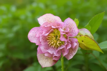 Чемерник Фібі / Helleborus x hybridus Phoebe