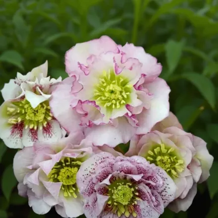 Чемерник Флауер Герл / Helleborus Flower Girl