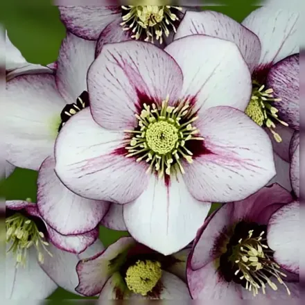 Чемерник Френч Кісс / Helleborus French Kiss