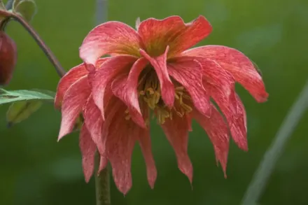 Чемерник гібридний Парті Дрес Пінк / Helleborus x hybridus Party Dress Pink