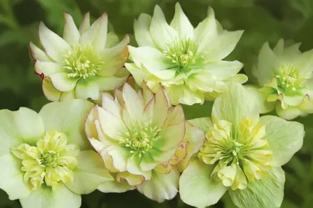 Чемерник Голден Лотус / Helleborus Winter Jewels Golden Lotus