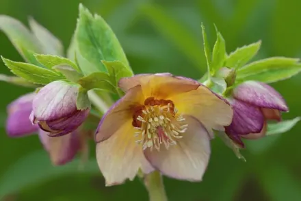 Чемерник Голден Санрайз / Helleborus Winter Jewels Golden Sunrise