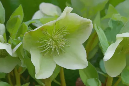 Чемерник Грін Корсікан / Helleborus x nigercors HGC Green Corsican