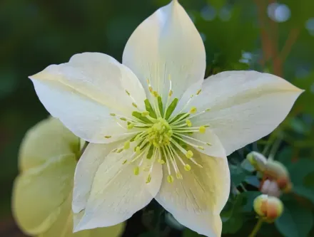 Чемерник Кенді Лав / Helleborus x ballardiae Candy Love