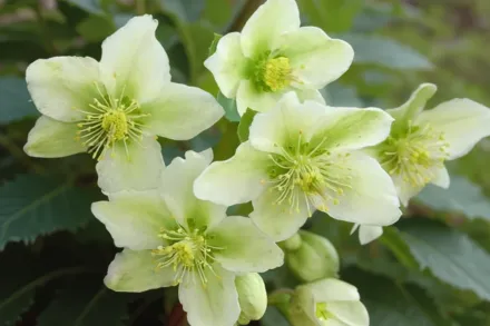 Чемерник Хоніхіл Джой / Helleborus x nigercors Honeyhill Joy