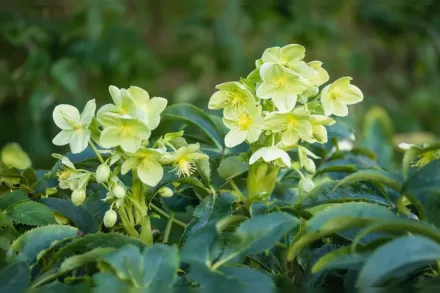 Чемерник корсиканський / Helleborus argutifolius