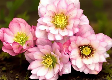 Чемерник Коттон Кенді / Helleborus Winter Jewels Cotton Candy