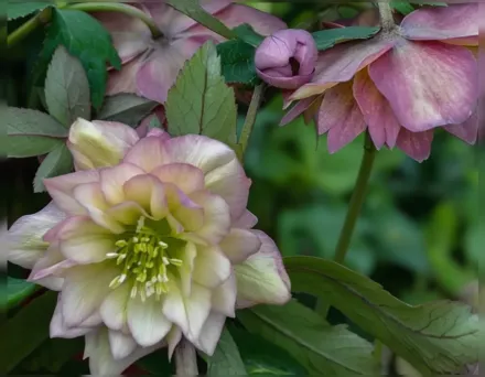 Чемерник Мазер оф зе Брайд / Helleborus Mother of the Bride