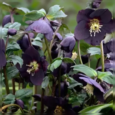 Чемерник Нью Йорк Найт / Helleborus New York Night