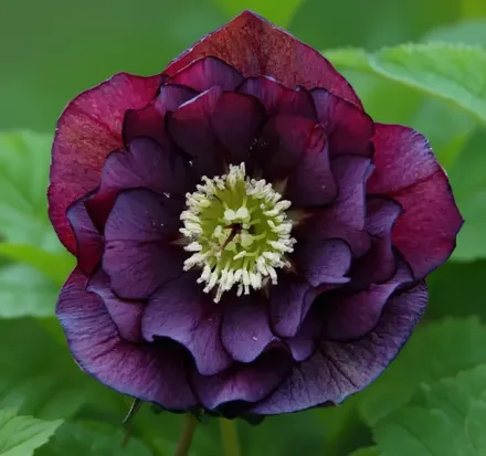 Чемерник Онікс Одісей / Helleborus Winter Jewels Onyx Odyssey