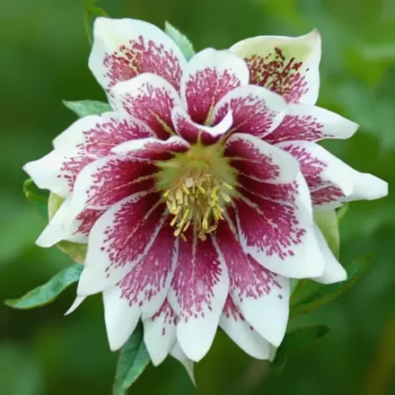 Чемерник Пейнтед Даблс / Helleborus Winter Jewels Painted Doubles