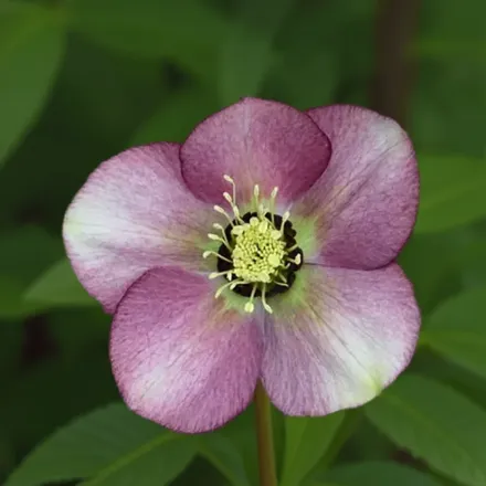 Чемерник Періс ін Пінк / Helleborus Paris in Pink
