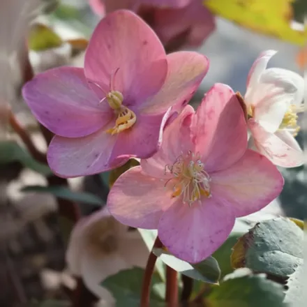 Чемерник Пінк Фрост / Helleborus x ballardiae HGC Pink Frost