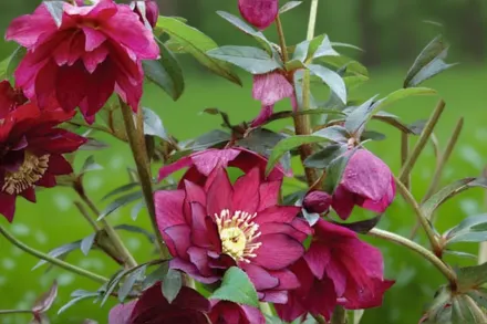 Чемерник Ред Сапфір / Helleborus Winter Jewels Red Sapphire