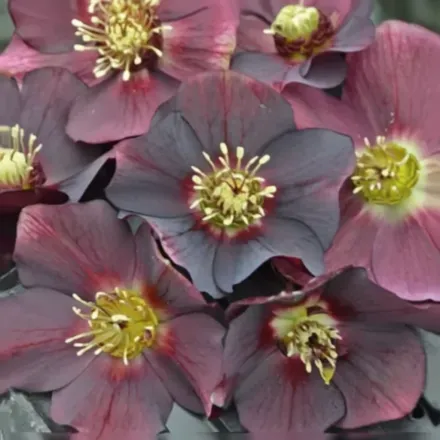 Чемерник Роум ін Ред / Helleborus Rome in Red