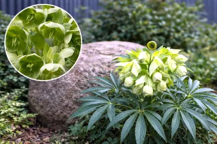 Чемерник смердючий / Helleborus foetidus