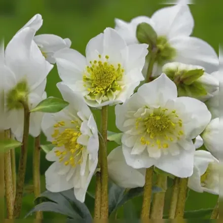 Чемерник Сноубеллс / Helleborus niger Snowbells