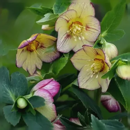 Чемерник Тропікал Сансет / Helleborus Tropical Sunset