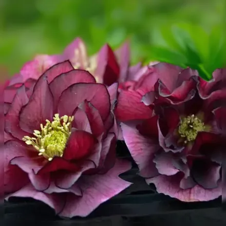 Чемерник Тру Лав / Helleborus True Love