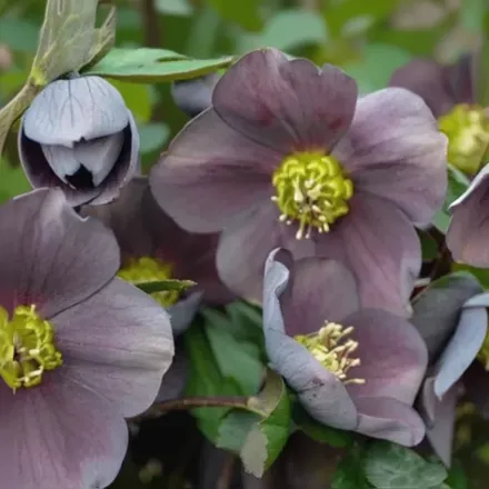 Чемерник Вегас Найтс / Helleborus Vegas Nights