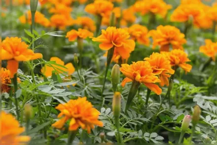Чорнобривці дрібноквіткові / Tagetes patula