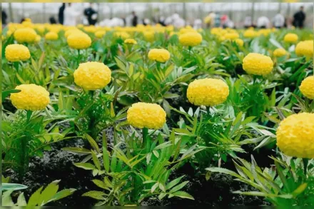 Біг Дак Йеллоу F1 Чорнобривці прямостоячі / Tagetes erecta Big Duck Yellow F1