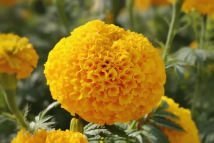 Гаруда Діп Голд F1 Чорнобривці прямостоячі / Tagetes erecta Garuda Deep Gold F1