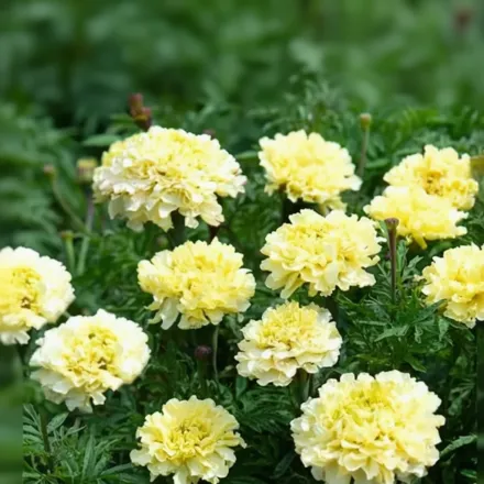 Шугар енд Спайс Вайт Чорнобривці прямостоячі / Tagetes erecta Sugar & Spice White