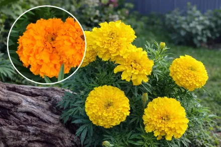 Чорнобривці розлогі