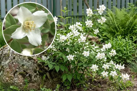 Чубушник дрібнолистий / Philadelphus microphyllus